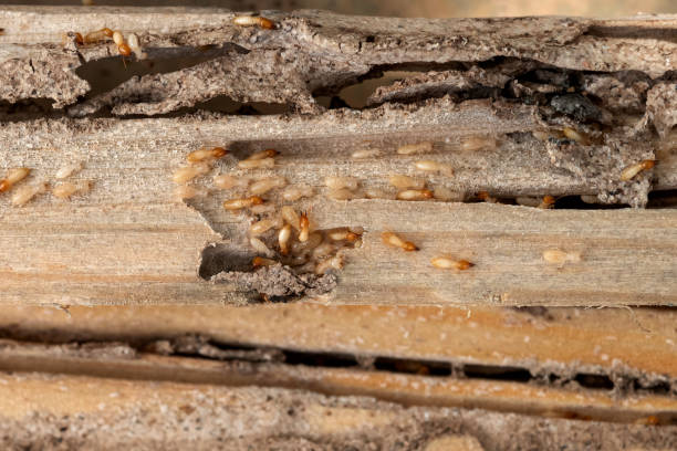 Best Best Pest Control Companies  in Lexington, MS